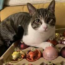 Thumbnail photo of Curry #1