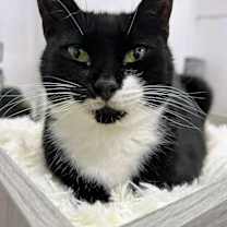 Thumbnail photo of Princess Leia #1