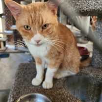 Thumbnail photo of SIMBA #1