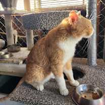 Thumbnail photo of SIMBA #2