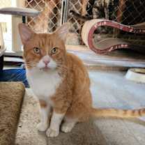 Thumbnail photo of SIMBA #3