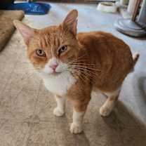 Thumbnail photo of SIMBA #4