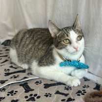 Thumbnail photo of SONIC #1