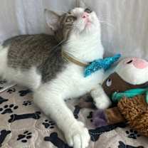 Thumbnail photo of SONIC #2