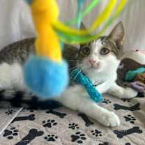 Thumbnail photo of SONIC #3