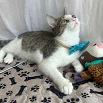 Thumbnail photo of SONIC #4