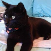 Thumbnail photo of Everett #3