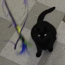 Thumbnail photo of Calypso #2