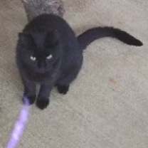 Thumbnail photo of Calypso #3