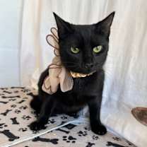 Thumbnail photo of EIRA #1