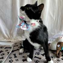 Thumbnail photo of EIRA #3