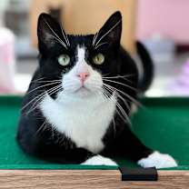 Thumbnail photo of Travis Barker #1