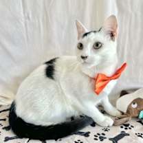 Thumbnail photo of MALACHI #1