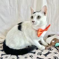 Thumbnail photo of MALACHI #2