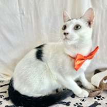 Thumbnail photo of MALACHI #3