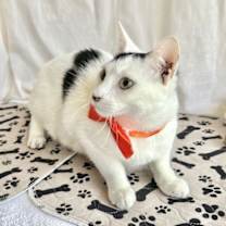 Thumbnail photo of MALACHI #4