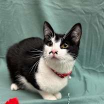 Thumbnail photo of Hilton #2