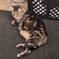 Thumbnail photo of zz 'Itsy Bitsy' courtesy listing #1