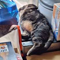 Thumbnail photo of zz 'Itsy Bitsy' courtesy listing #2