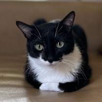 Thumbnail photo of Cricket #1