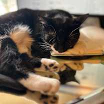 Thumbnail photo of Cricket #2