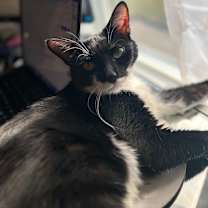 Thumbnail photo of Cricket #3