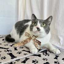 Thumbnail photo of JADE #1