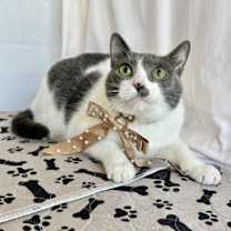 Thumbnail photo of JADE #2