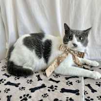 Thumbnail photo of JADE #3