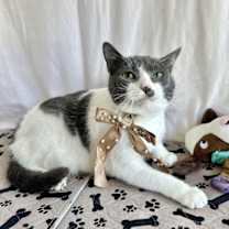 Thumbnail photo of JADE #4