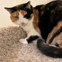 Thumbnail photo of DAISY #1