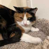 Thumbnail photo of DAISY #2