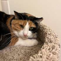 Thumbnail photo of DAISY #3