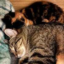 Thumbnail photo of DAISY #4