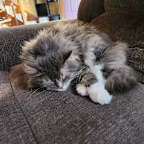 Thumbnail photo of Captain Bootsnfur #4