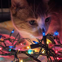 Thumbnail photo of Foxy #1