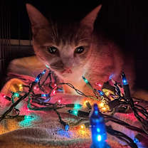 Thumbnail photo of Foxy #2