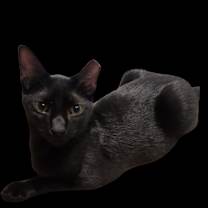 Thumbnail photo of Seymour #2