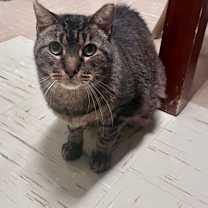 Thumbnail photo of Heidi & Gabby- FIV + bonded #2