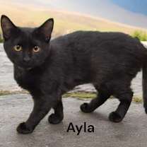 Thumbnail photo of Ayla #2
