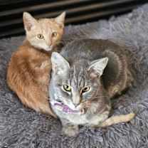 Thumbnail photo of Maci and Alejandro #1