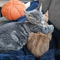 Thumbnail photo of Maci and Alejandro #2