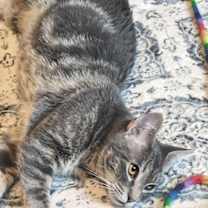 Thumbnail photo of Maci and Alejandro #4