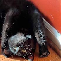 Thumbnail photo of Wrigley Field #2