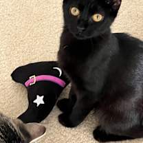 Thumbnail photo of Wrigley Field #3