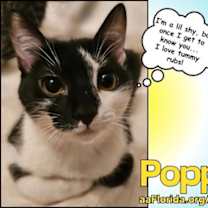 Thumbnail photo of Poppy #2