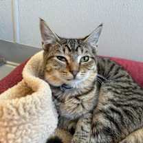 Thumbnail photo of Stormy #4