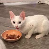 Thumbnail photo of Pinky #2