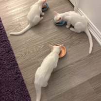 Thumbnail photo of Pinky #3