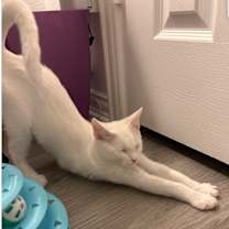 Thumbnail photo of Pinky #1